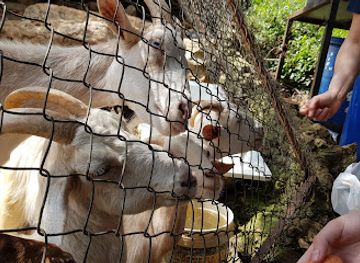 lebanon/aley/landmark/animal-encounter-wildlife-conservation-center