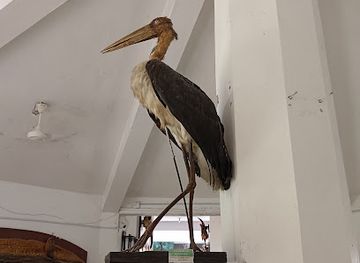 nepal/chitwan/sauraha/landmark/wildlife-museum