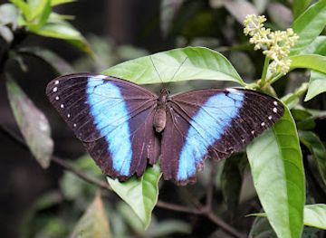 suriname/wanica-district/landmark/neotropical-butterfly-park