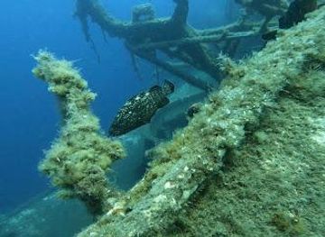 cyprus/ayia-napa/landmark/zenobia-wreck-diving-site