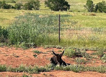 south-dakota/great-plains/landmark/hayride-chuckwagon-cookout-at-blue-bell-lodge