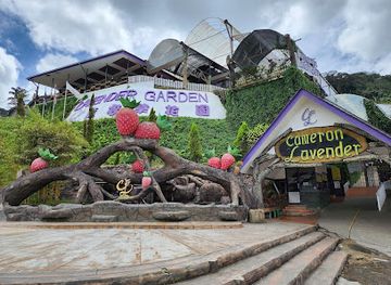malaysia/cameron-highlands/landmark/lavender-garden-cameron-lavender