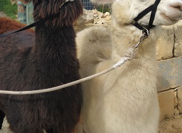 malta/gozo/landmark/gozo-alpaca-walks