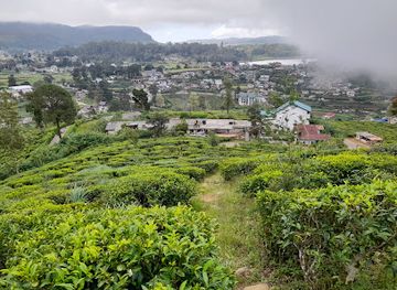 sri-lanka/nuwara-eliya-district/landmark/pedro-tea-estate