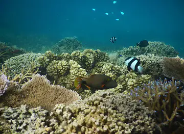 Palolo Deep Marine Reserve