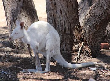 australia/limestone-coast/landmark/bordertown-wildlife-park