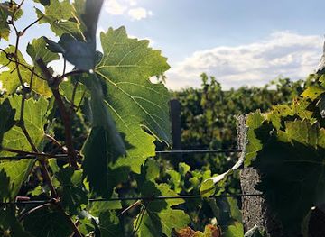 uruguay/metropolitan-area/landmark/bodega-familia-dardanelli