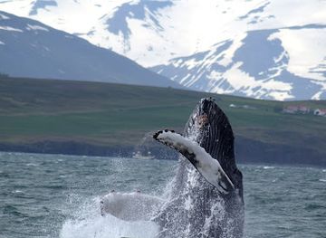iceland/northeastern-region/landmark/elding-whale-watching-akureyri