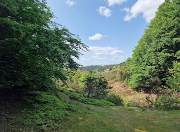 denmark/rebild-bakker/landmark/rold-forest