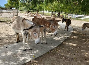 antigua-and-barbuda/saint-philip/landmark/antigua-s-donkey-sanctuary-humane-society
