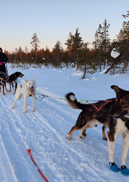 Bearhill Husky