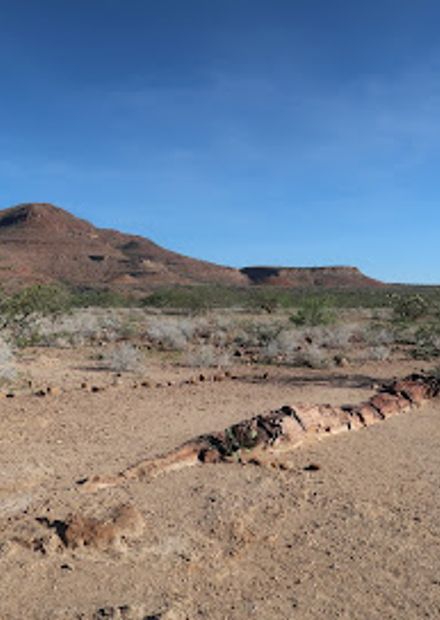 Petrified Forest
