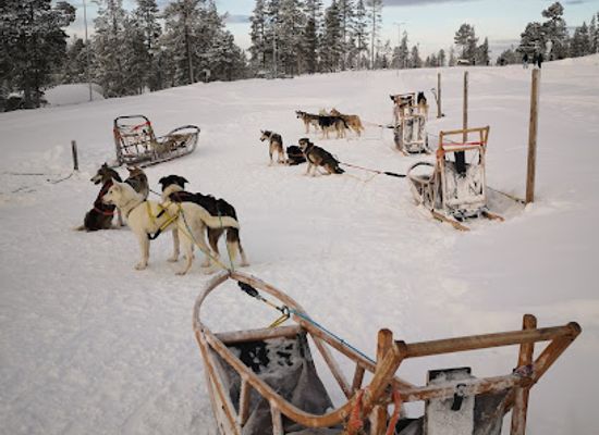 sweden/idre-fjall/attraction/adventure-dreams-dogsled