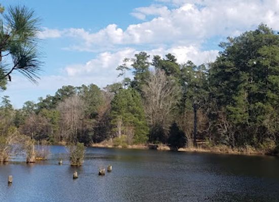 south-carolina/sandhills/landmark/manchester-state-forest
