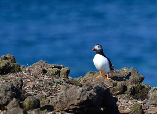 canada/avalon-peninsula/landmark/puffin-viewing-site