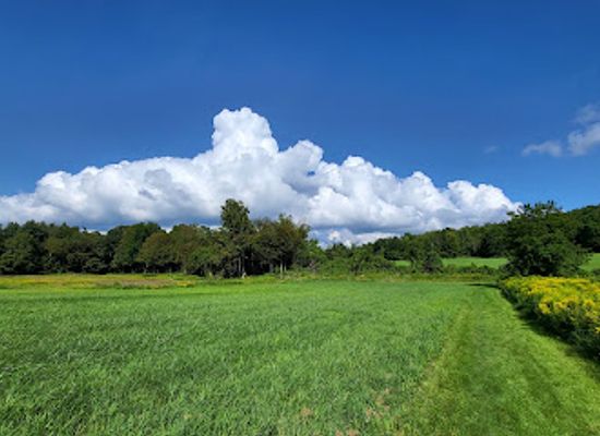 vermont/bennington-county/landmark/the-mile-around-woods