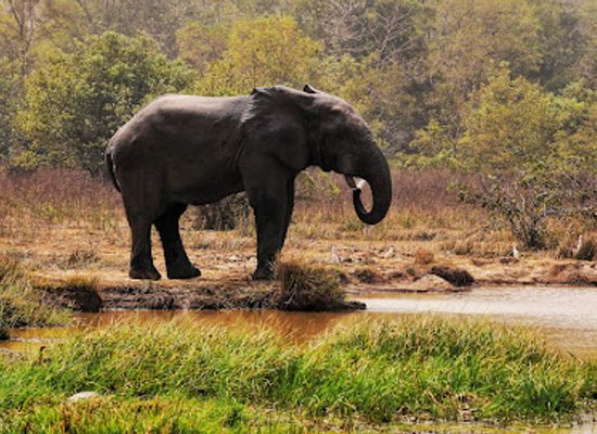 ghana/bono-region/landmark/mole-national-park