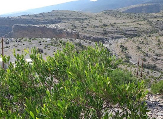 oman/jebel-shams/landmark/jebel-hatt-camping-area