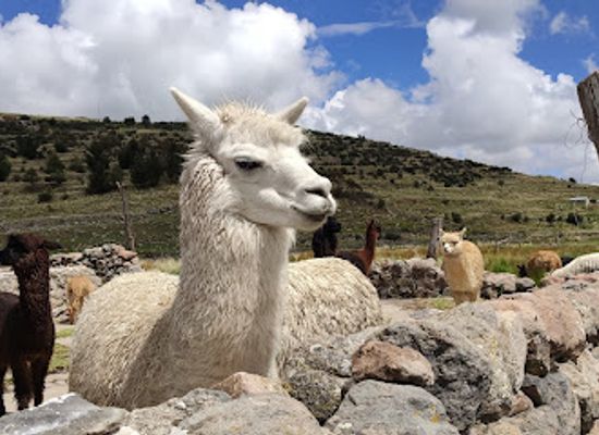 peru/puno/landmark/fundo-chincheros
