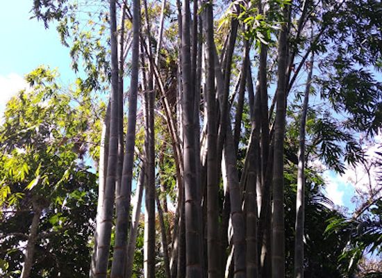 mayotte/plage-de-moya/landmark/aromaore