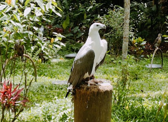philippines/davao/landmark/philippine-eagle-center