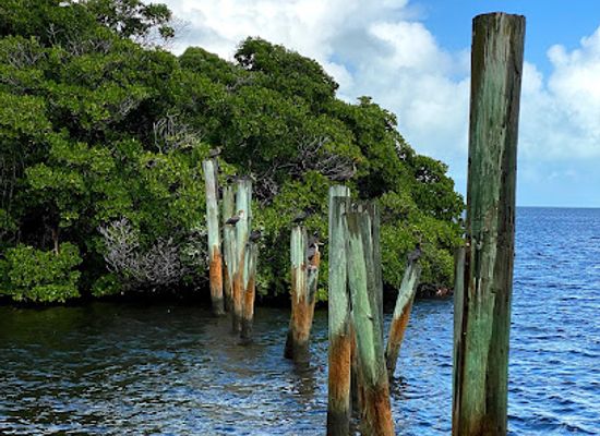 florida/everglades/landmark/dagny-johnson-key-largo-hammock-botanical-state-park
