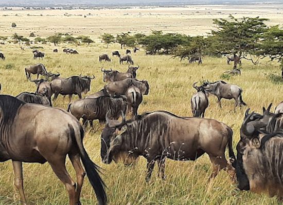 tanzania/ngorongoro-highlands/landmark/serengeti-national-park