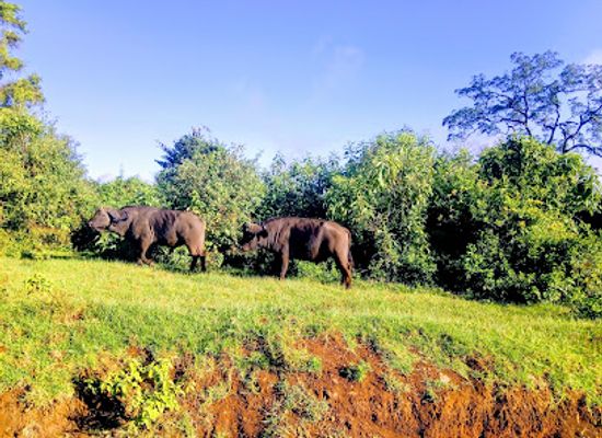 kenya/samburu-national-reserve/landmark/aberdare-national-park