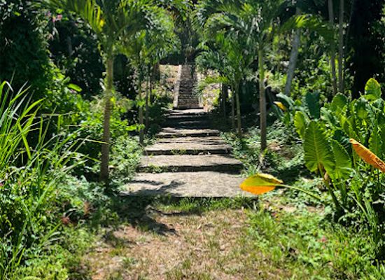dominica/dominica-botanic-gardens/landmark/jack-s-walk-trail