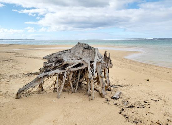 mauritius/bel-ombre/landmark/flamboyant