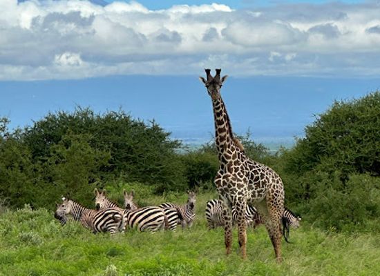 kenya/diani-beach/landmark/d-m-tours-safaris-diani