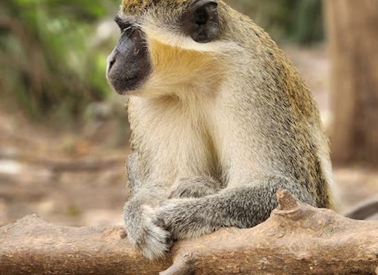 the-gambia/western-region/landmark/bijilo-monkey-park