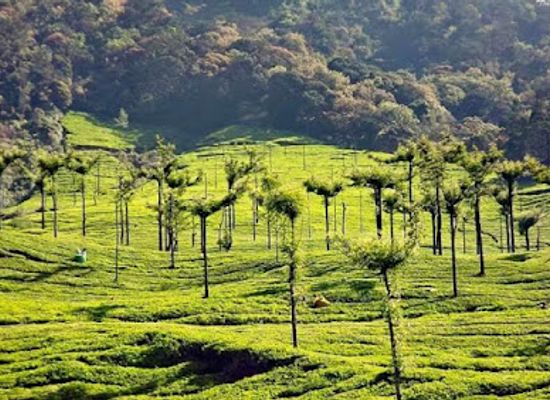 india/munnar/landmark/munnar-tourism-destination