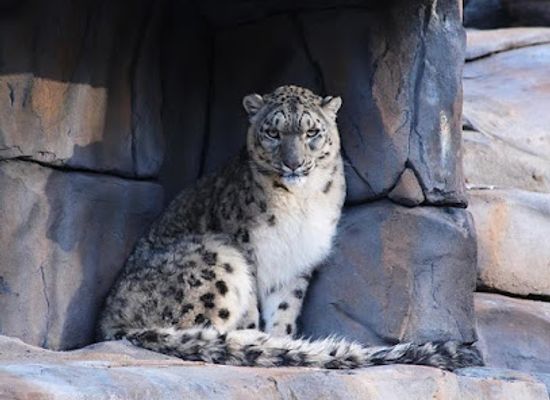 united-kingdom/west-lothian/attraction/five-sisters-zoo-2