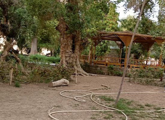 egypt/aswan/elephantine-island/landmark/plants-island-aswan