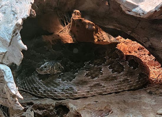 new-mexico/southeast-new-mexico/landmark/living-desert-zoo-gardens-state-park