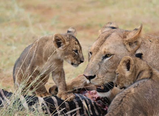 kenya/malindi/landmark/malik-safari
