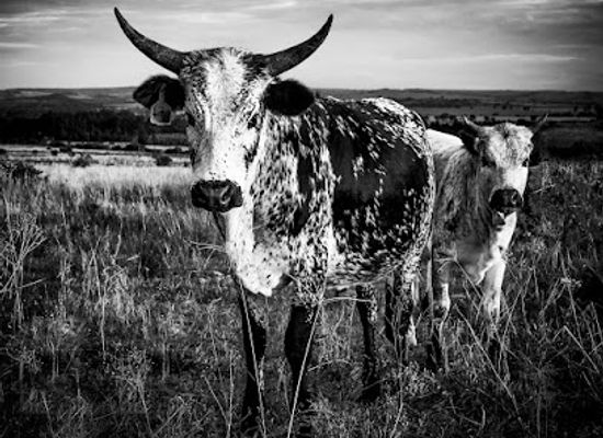 eswatini/lowveld/landmark/bushlands-butcheries