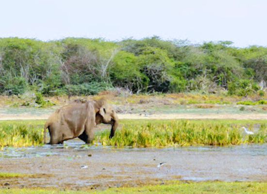 sri-lanka/bundala-national-park/landmark/bundala-national-park