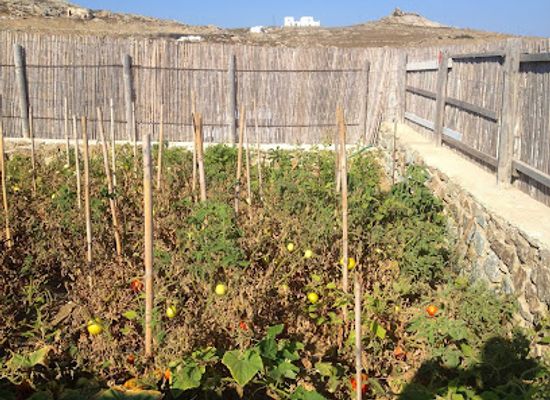greece/mykonos/landmark/mykonian-spiti-farm-house-travel-activities-events-mykonos-greece