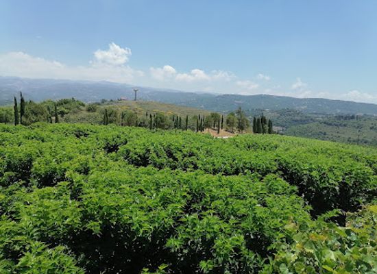 lebanon/koura/landmark/ixsir-winery-restaurant-ixsir-by-montagnou