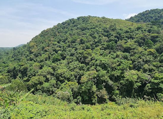 uganda/queen-elizabeth-national-park/landmark/maramagambo-forest