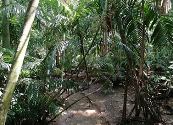 papua-new-guinea/oro-region/landmark/port-moresby-nature-park