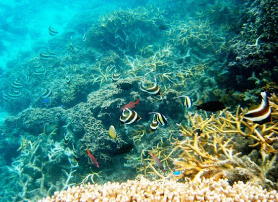 american-samoa/tutuila-island/landmark/fagatele-marine-sanctuary