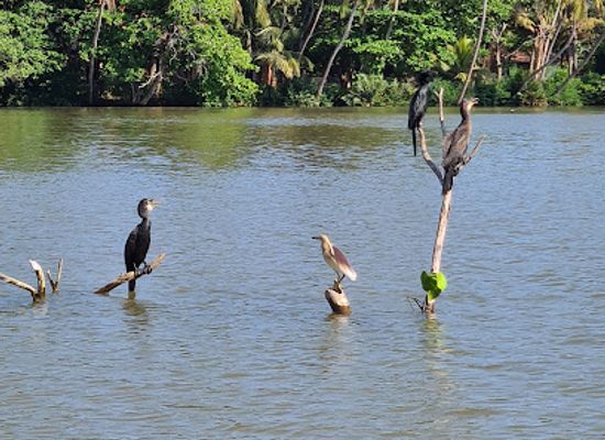 sri-lanka/matara-district/landmark/crocodiles-watching-and-river-safari-with-isuru