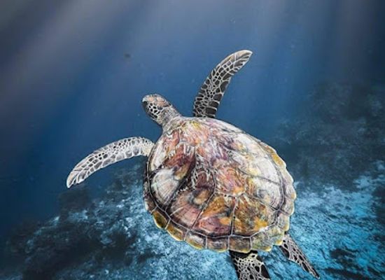 indonesia/pulau-bunaken/landmark/pelabuhan-ke-bunaken