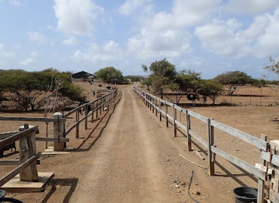 curacao/punda/landmark/curacao-ostrich-farm