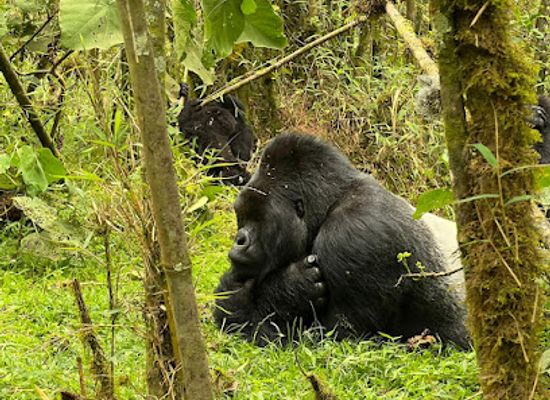 rwanda/kigali-province/landmark/new-horizon-africa-safaris