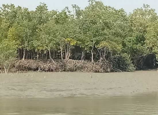 bangladesh/sundarbans/landmark/sundarban-tiger