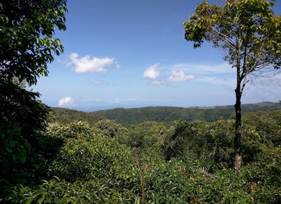 costa-rica/monteverde/landmark/children-s-eternal-rain-forest-bajo-del-tigre